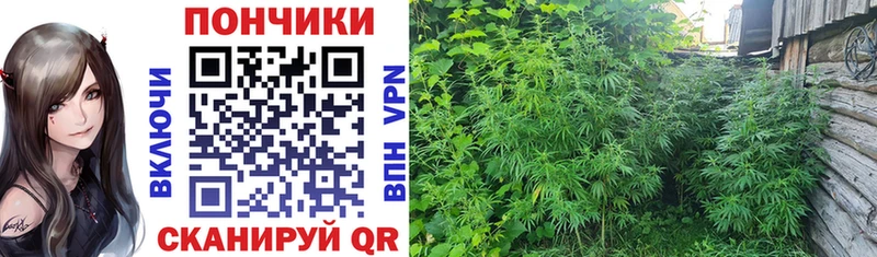 Купить где  Онега  Бошки марихуана Ganja 